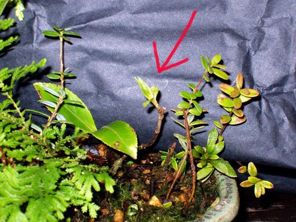 ...u.a. mit Japan-Zwerghortensie!