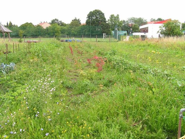 Aufnahme vom 15.7.2009<br />Bohnen hatte ich sogar noch gelegt!?? So kann ein Feld aussehen, wenn man/ich gar keine Ahnung davon hat.<br />Da stehen auch schon Bäumchen drauf.