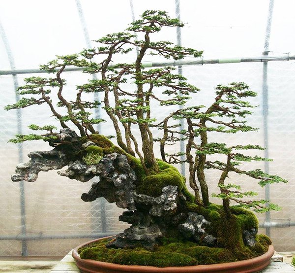 Felsen_KIMURA_6b_2012.jpg