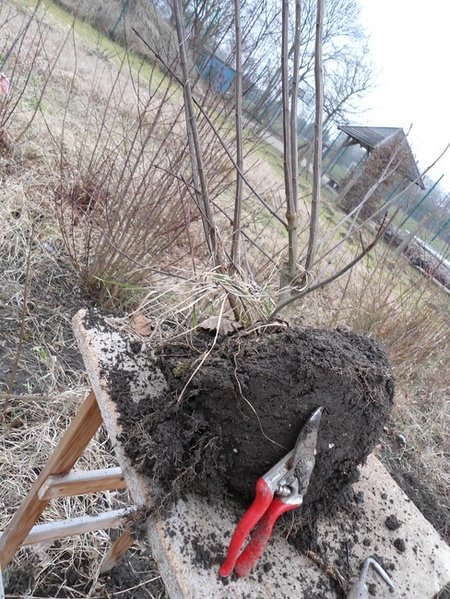 So kommen sie aus der Erde. Die Klumpen sind kompakt, lehmig und wiegen etwa 15kg --- Arbeit.