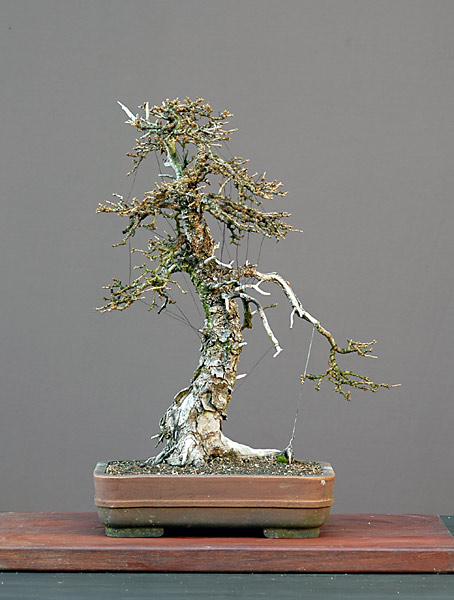 Dsc_3104v.jpg