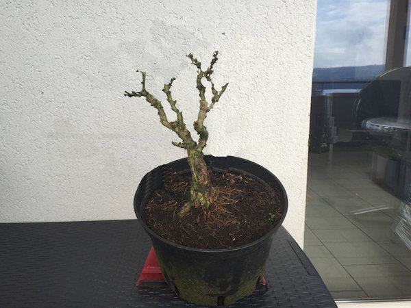----  Krone zurückgenommen