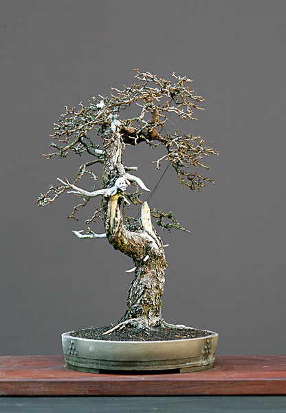 Dsc_3099v.jpg