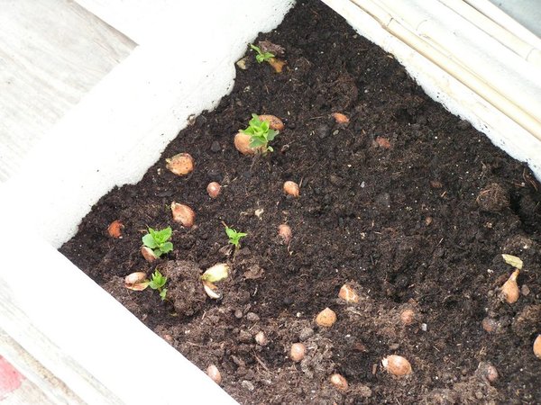 Die ersten Keimlinge von Prunus armeniaca 27.3.2011