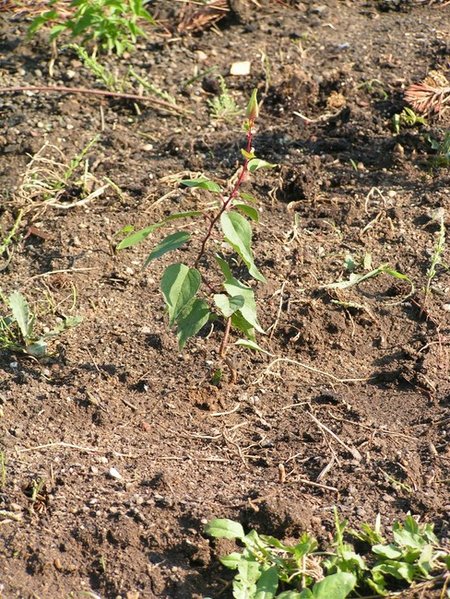 Auf den Acker gepflanzt.  13.5.2011