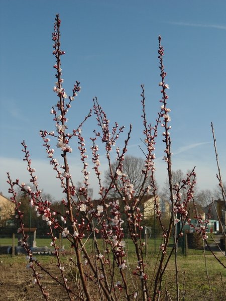 21.3.2014 Erste Aprikosenblüte nach 3 Jahren