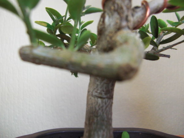 CIMG0629.JPG