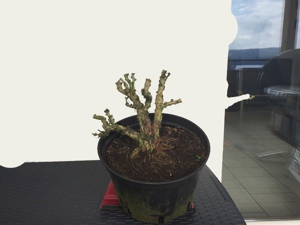 Berberis_Roli_v2.JPG