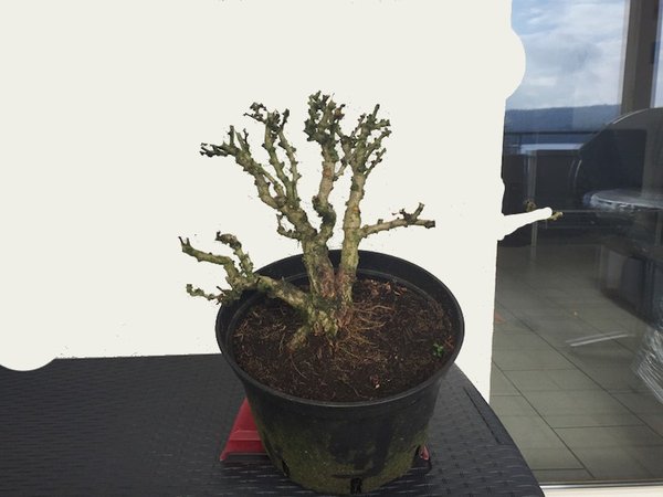Berberis_Roli_v.JPG