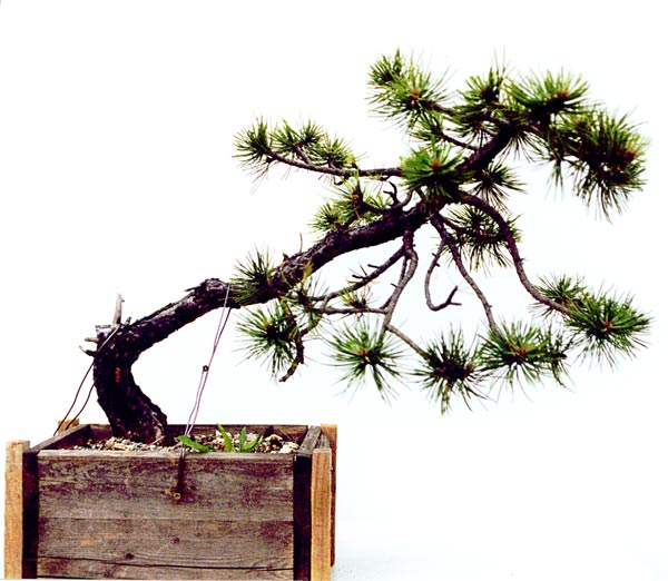 Die Pinus nigra vor drei Jahren