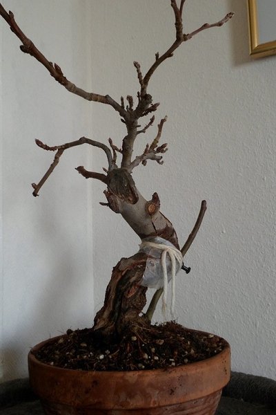.apfelbonsai2a...jpg