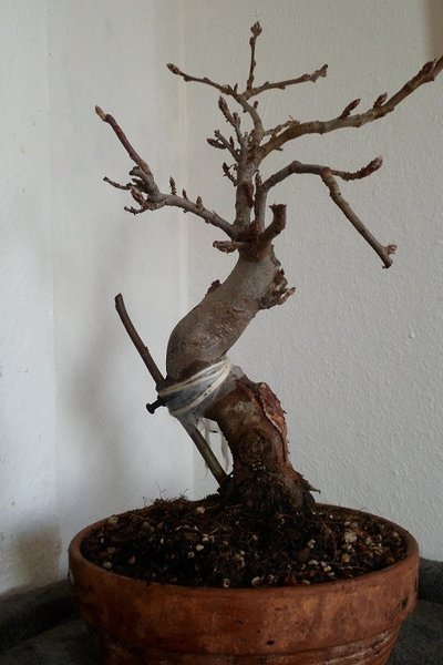 apfelbonsai 003a...jpg