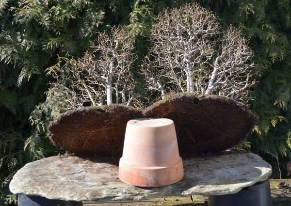 Feldulmenwald angehoben 28.2.15