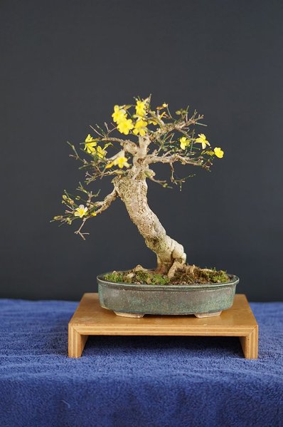 Winterjasmin.jpg