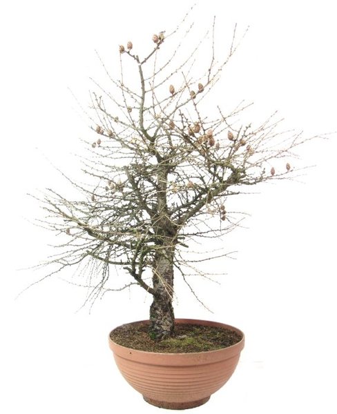 R032c_europaeische_laerche_ca_50_j_100_cm__bonsai-1.jpg