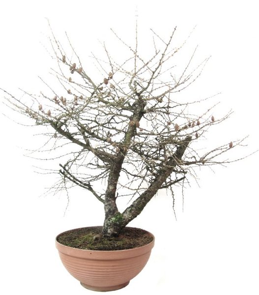 R032_europaeische_laerche_larix_decidua_bonsai-1.jpg