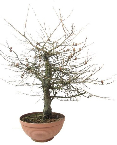 R032a_europaeische_laerche_ca_50_j_100_cm__bonsai.jpg