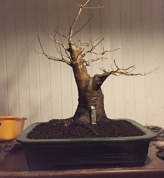 Acer-Ginalla-pot-web.jpg