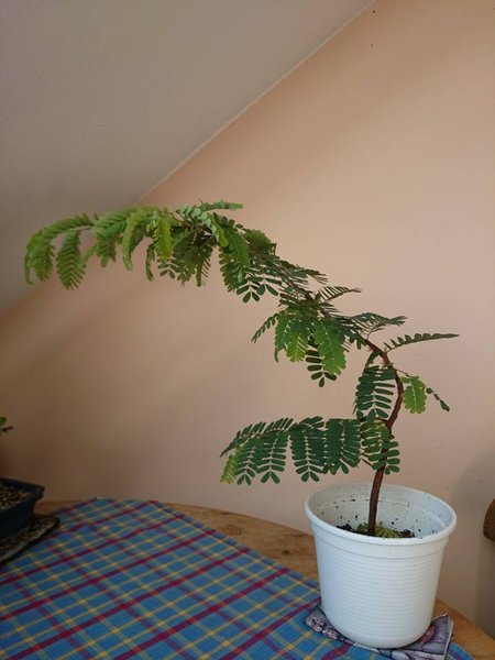 Tamarinde 1,5 Jahre.jpg