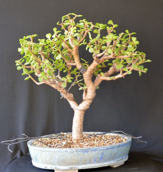 Portulacaria-Steckling 3-15.jpg