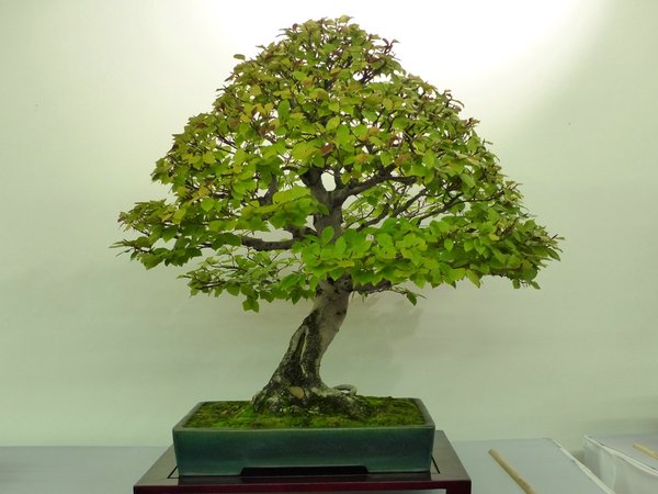 siehe auch http://www.bonsai-fachforum.de/download/file.php?id=170887&amp;t=1<br />unter viewtopic.php?f=10&amp;t=37430&amp;hilit=niemeyer#p396420