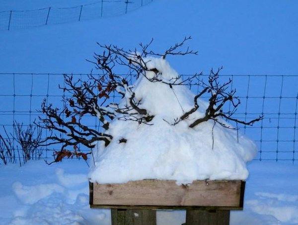 Winterschutz