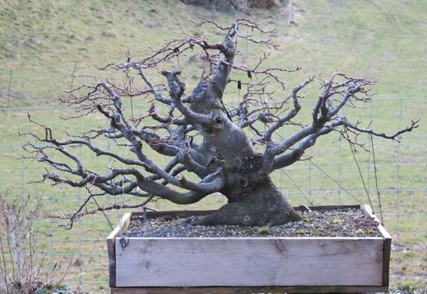 gedrahtet Frühling 2015