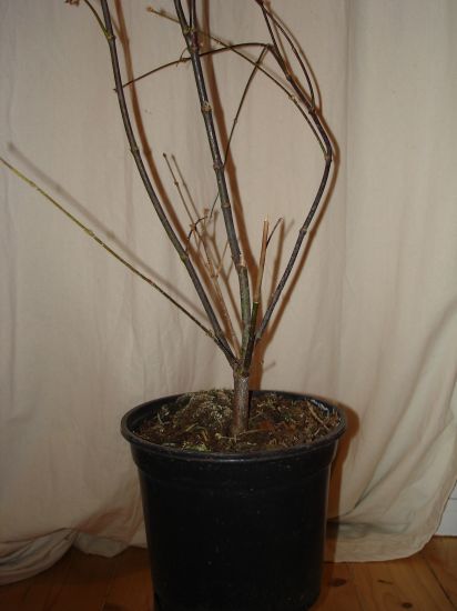 Bild 238k.jpg