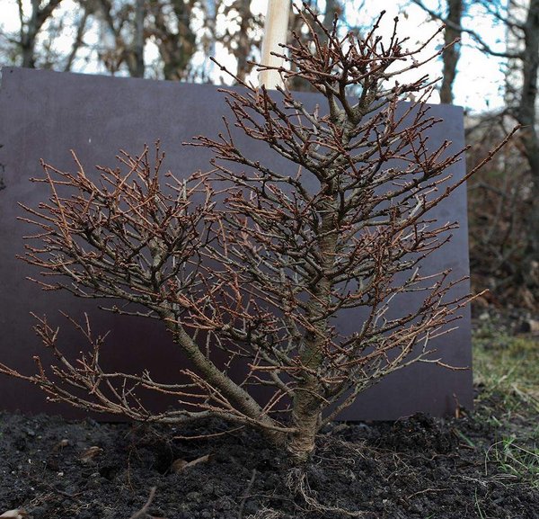 01.03.2007; als Ballenware eingetroffen und im Garten eingeschlagen