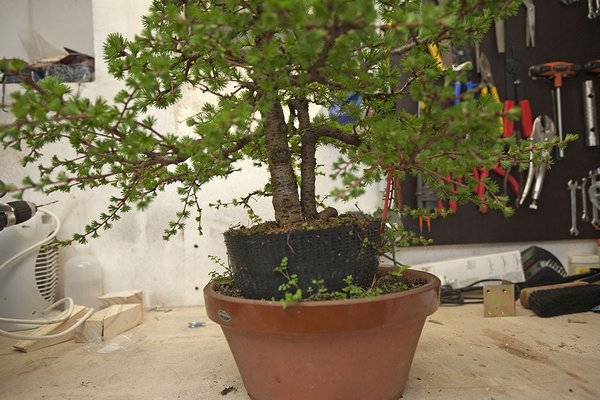 01.04.2011; kurz vor dem Trennen, Oh sh….  ist der Baum weit ausgetrieben!