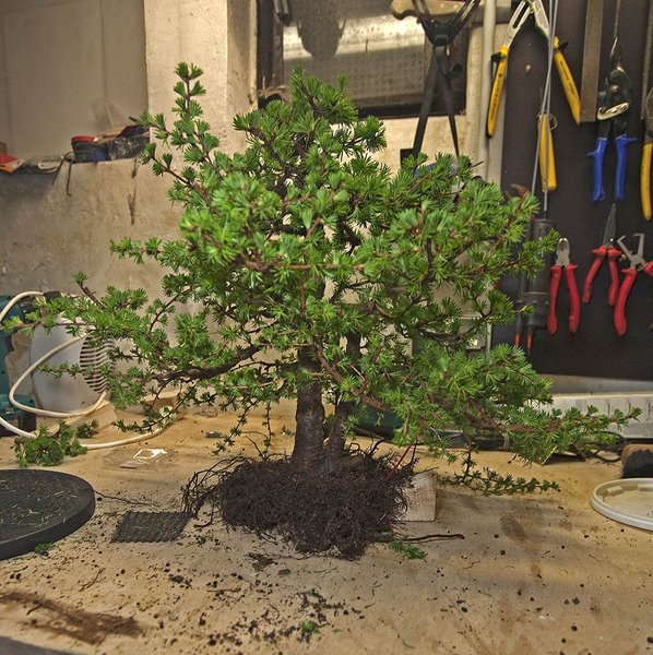 01.04.2011; so wurde der Baum wieder in einen Trainingstopf gesetzt.