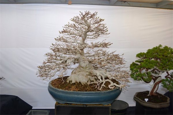 Magnolie