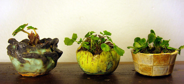 rot blühende Erdbeere, Tasmanischen Veilchen mit Günsel, Gänseblümchen<br />Schalen Horst Heinzlreiter (=HH), ... , Nadine F. (Aliena)
