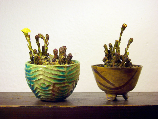 zwei Huflattiche<br />Schalen HH, Bruni (eine Töpferin aus meinem Bonsai-AK)