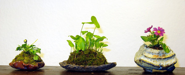 Gänseblümchen, Schattenblume, Gartenprimel<br />Schalen Nadine F. (Aliena), Walsall, HH
