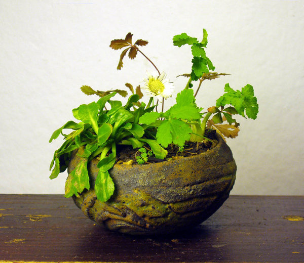 Gänseblümchen, Schöllkraut, Günsel, Fingerkraut und unbekannte Mini-Kräutlein<br />Schale: Carlos Hebeisen (=Takahama)