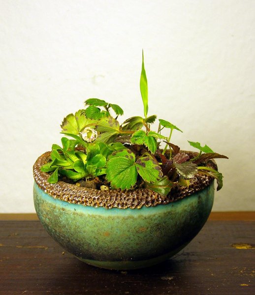 rot blühende Erdbeeren, Gänseblümchen, Günsel, Tasmanisches Veilchen, Japan-Berggras<br />Schale HH