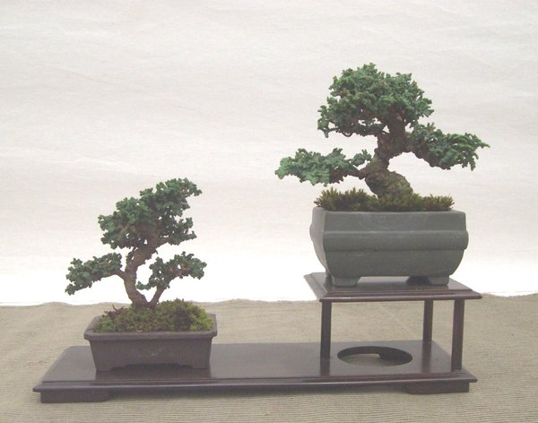 Mame - Hinoki-Scheinzypressen "Sekka"