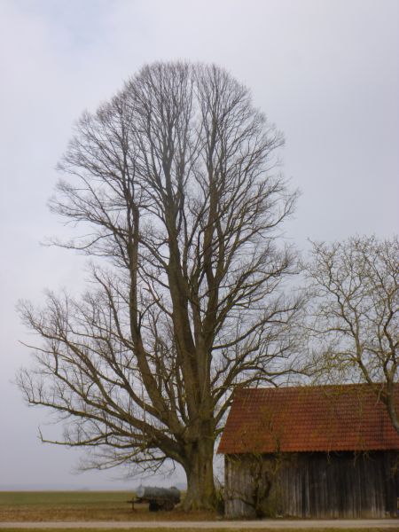 linde.jpg