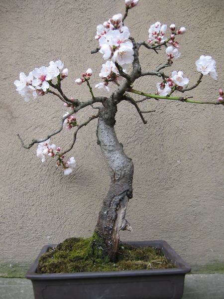 Frühjahr 2006.jpg