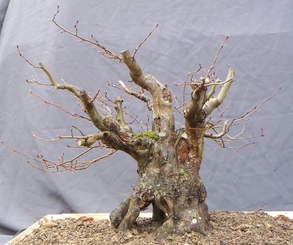 2015_Hainbuche ND k.jpg