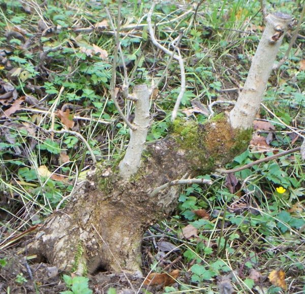 2013 Esche groß k.jpg