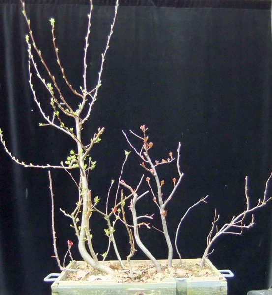 001-März12-Malus.jpg