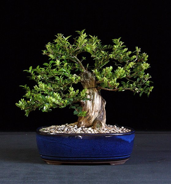 Lonicera paleata.JPG