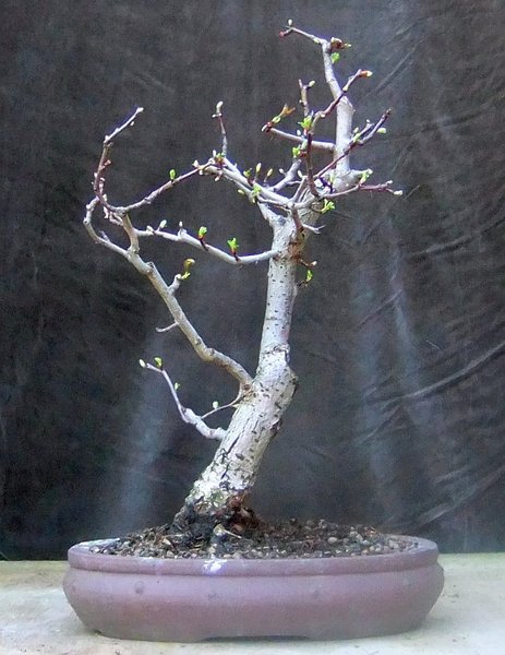 B013-Mai15-CratMono.jpg