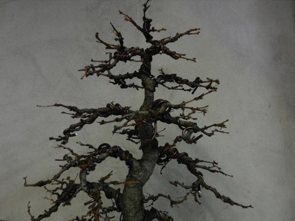 DSCN1585.JPG