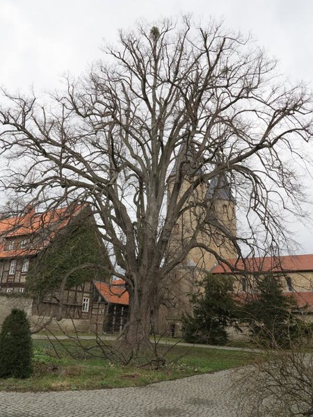 baum1.jpg