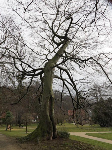 baum2.jpg