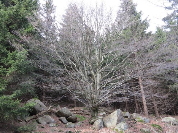 baum3.jpg
