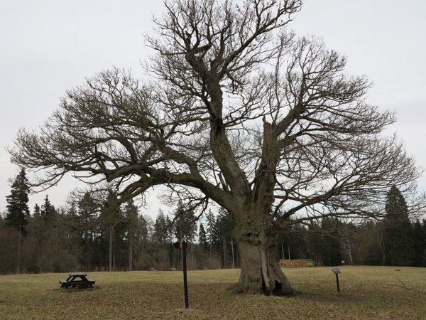 baum4.jpg